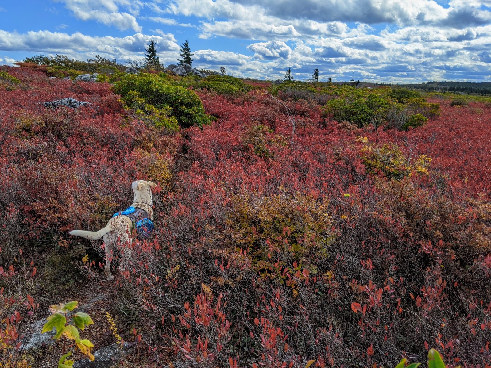 Author’s Proof Ordered